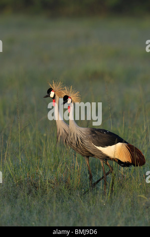 Zwei grau-gekrönte Kräne, Balearica Regulorum, Masai Mara National Reserve, Kenia Stockfoto