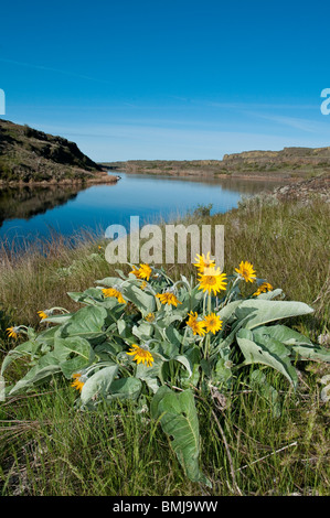 Arrowleaf Balsamwurzel blühen an den Twin Lakes in der Channeled Scablands des östlichen Washington. Stockfoto