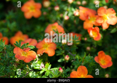 Potentilla Fruticosa 'Hopley Orange', blüht im späten Frühjahr Stockfoto