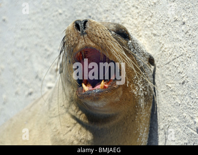 Porträt von Bull Sea Lion Schneidezähne zeigen Stockfoto