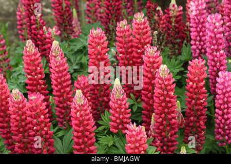 Bunte Anzeige der rot/rosa Lupinen in einem Englischen Garten Grenze Stockfoto