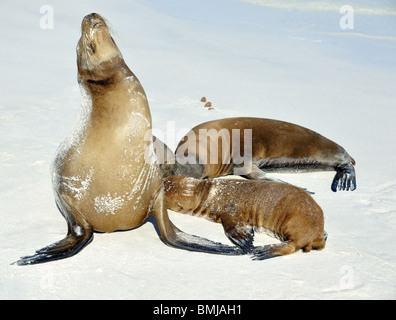 Krankenpflege Seelöwen am Gewässerrand Stockfoto