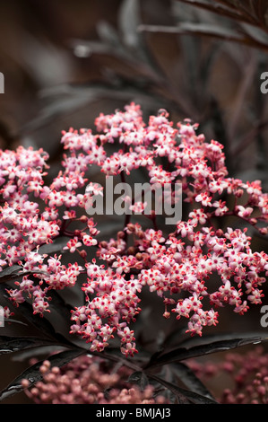 Sambucus Nigra schwarzer Spitze, schwarzer Holunder, in Blüte Stockfoto