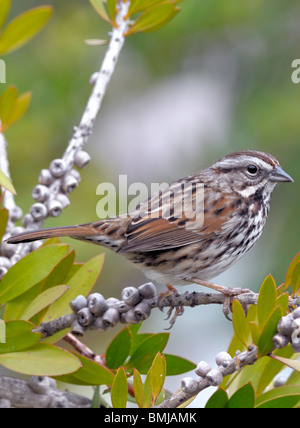 Ein Singsparrow-Vogel (Melospiza melodia), der auf einem Ast thront und vor einem verschwommenen Hintergrund abgebildet ist Stockfoto