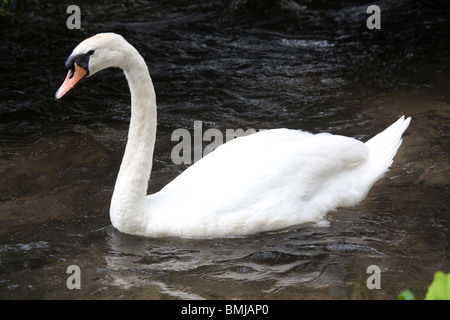 Höckerschwan, Alresford, Hampshire, England. Stockfoto