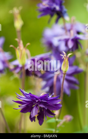 Akelei 'Blue Barlow' blüht im späten Frühjahr Stockfoto