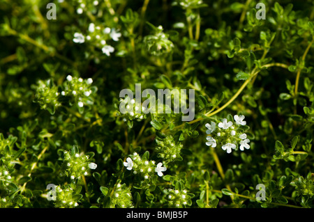 Thymus Serpyllum 'Schneewehe', Creeping oder wilder Thymian blüht im späten Frühjahr Stockfoto