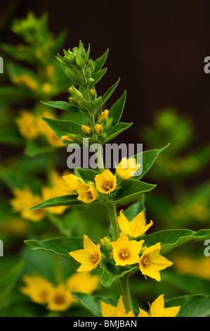 Garten-Gilbweiderich, Lysimachia Trommler, blüht im späten Frühjahr Stockfoto