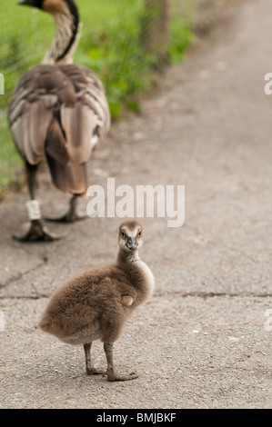 Nene oder hawaiianische Gans Gosling, Branta Sandvicensis in Slimbridge WWT in Gloucestershire, Vereinigtes Königreich Stockfoto