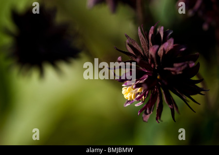 Aquilegia 'Black Barlow' blüht im späten Frühjahr Stockfoto