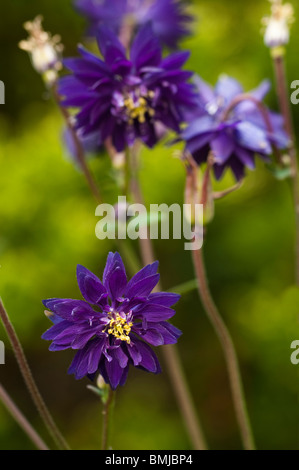 Akelei 'Blue Barlow' blüht im späten Frühjahr Stockfoto