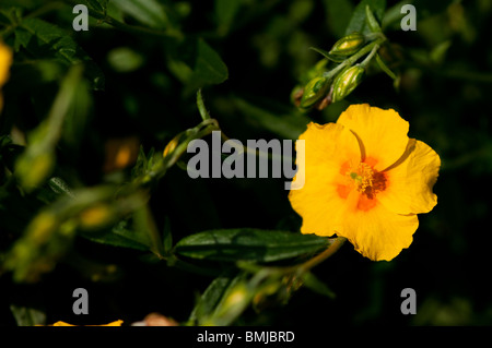 Helianthemum 'Ben Fhada', Rock Rose blüht im späten Frühjahr Stockfoto