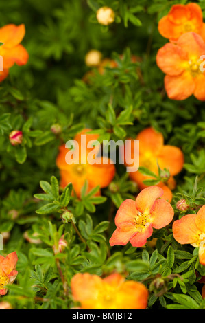 Potentilla Fruticosa 'Hopley Orange', blüht im späten Frühjahr Stockfoto