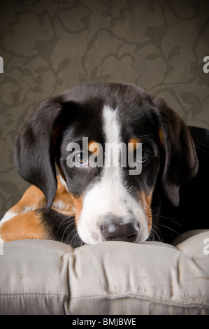 Porträt von größeren Schweizer Berg Hund Welpe im studio Stockfoto