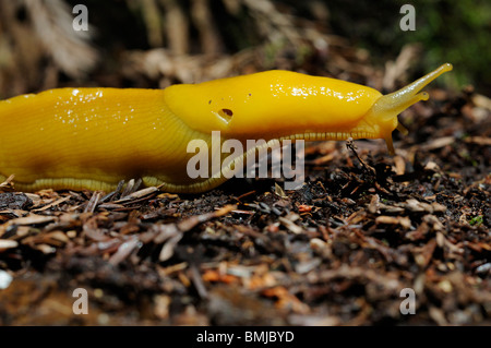 Stock Foto von einer Banane Schnecke kriecht über den Waldboden, Redwood National Park, Kalifornien. Stockfoto