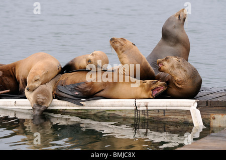 Stock Foto von einer Gruppe von kalifornischen Seelöwen ruht auf einem Dock, Moss Landing, California. Stockfoto