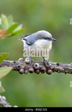 Ein Pygmy Nuthatch Vogel - Sitta pygmaea, auf einem Ast thront, vor einem verschwommenen Hintergrund abgebildet. Stockfoto