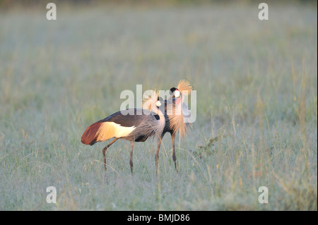 Zwei grau-gekrönte Kräne, Balearica Regulorum, Masai Mara National Reserve, Kenia Stockfoto