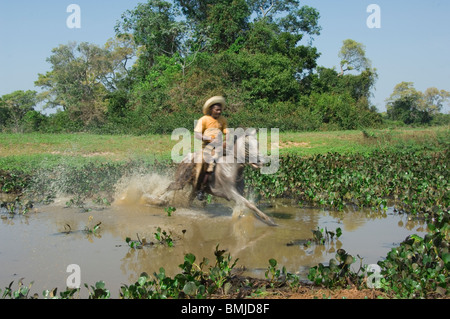 Pantanal Cowboy im Galopp durchs Wasser, Pantanal, Brasilien Stockfoto