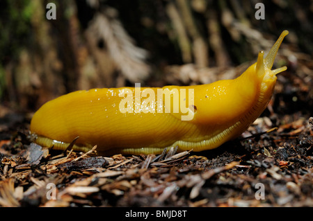 Stock Foto von einer Banane Schnecke kriecht über den Waldboden, Redwood National Park, Kalifornien. Stockfoto