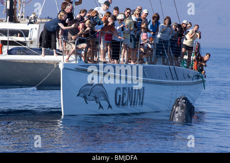 Wal-Beobachter haben eine enge Begegnung mit einem Buckelwal, Maui, Hawaii, USA. Stockfoto