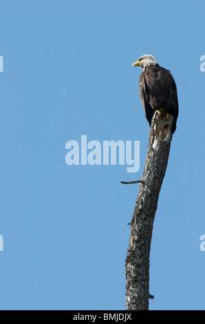 Weißkopf-Seeadler blickt nach links Stockfoto