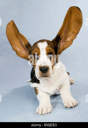 Basset Hund. Welpen mit großen Ohren fliegen Ohren. Studio Bild auf grauem Hintergrund Stockfoto