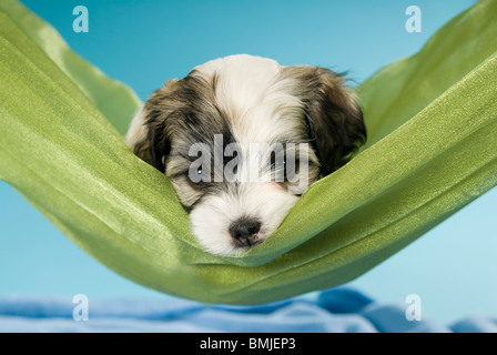 Havaneser Hund - Welpe liegend in einem Schal Stockfoto