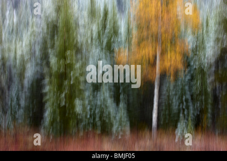 Herbstfärbung der Espe Bäume im Schnee, Nr. Muleshoe, Bow Valley Parkway, Banff Nationalpark, Alberta, Kanada Stockfoto