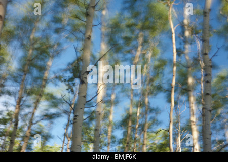 Silber-Birken im Wind, Jasper Nationalpark, Alberta, Kanada Stockfoto