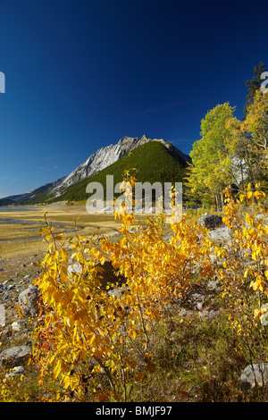 Herbstfärbung, Beaver Creek Gegend, Maligne Valley, Jasper Nationalpark, Alberta, Kanada Stockfoto