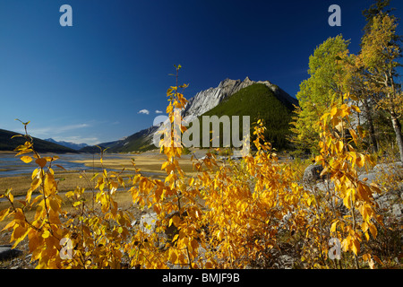 Herbstfärbung, Beaver Creek Gegend, Maligne Valley, Jasper Nationalpark, Alberta, Kanada Stockfoto