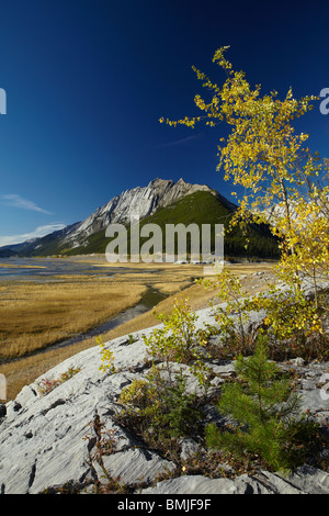 Herbstfärbung, Beaver Creek Gegend, Maligne Valley, Jasper Nationalpark, Alberta, Kanada Stockfoto