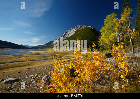 Herbstfärbung, Beaver Creek Gegend, Maligne Valley, Jasper Nationalpark, Alberta, Kanada Stockfoto