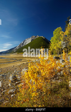 Herbstfärbung, Beaver Creek Gegend, Maligne Valley, Jasper Nationalpark, Alberta, Kanada Stockfoto