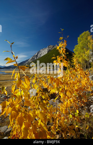 Herbstfärbung, Beaver Creek Gegend, Maligne Valley, Jasper Nationalpark, Alberta, Kanada Stockfoto