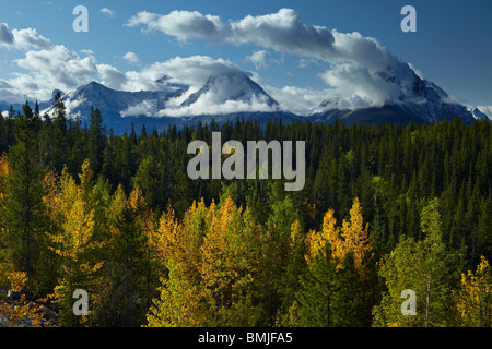 Herbstfärbung, Maligne Valley, Jasper Nationalpark, Alberta, Kanada Stockfoto