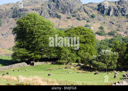 Eichen im Blatt unter Gate Crag Eskdale Frühling Cumbria England Stockfoto