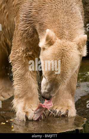 Knut, der berühmte Eisbär im Berliner Zoo, Deutschland. Stockfoto