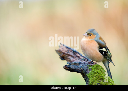 Männliche Buchfink Fringilla Coelebs thront auf Zweig Lochwinnoch Scotland UK Stockfoto