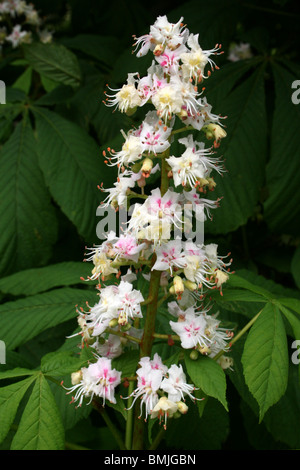 Rosskastanie Aesculus Hippocastaneum Blüte genommen in Liverpool, Großbritannien Stockfoto