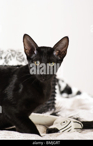 Orientalisch Kurzhaar Katze - Porträt Stockfoto