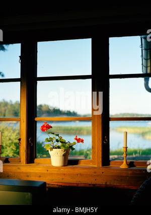 Topfpflanze auf der Fensterbank Stockfoto