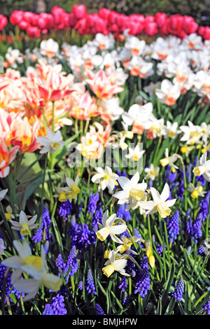 Blumengarten Keukenhof, in der Nähe von Lisse, Niederlande Stockfoto