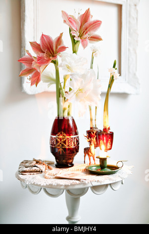 Amaryllis in einer Vase, Schweden. Stockfoto