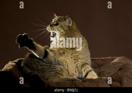 Britisch Kurzhaar Katze (schwarz golden gestromt) - liegend - aggressive Stockfoto