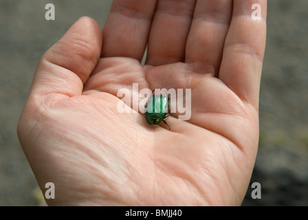 Menschliche Hand, die Käfer, Nahaufnahme Stockfoto