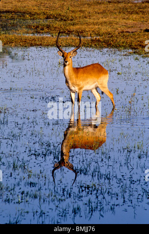 Botswana: Okavango Delta, Häuptlings Insel Mombo Camp, rote Lechwe am Wasserloch mit Reflexion Stockfoto