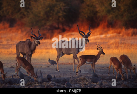 Afrika, Botswana. Zwei größere Kudus, Impalas fünf und eine Herde von Perlhuhn an einer Wasserstelle in Botswana. Stockfoto