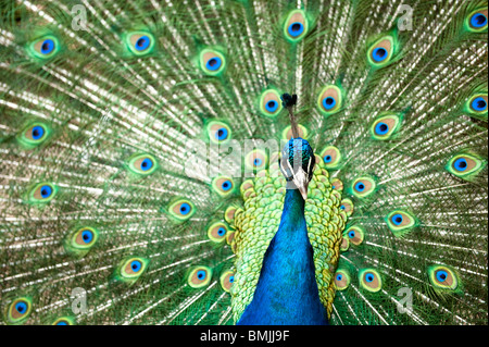 Schöne männliche Pfau bunten Schwanz vollständig zu öffnen Stockfoto